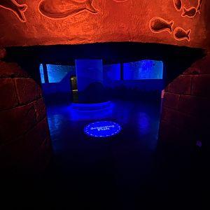 Schooling Fish Exhibit - BXSea Aquarium