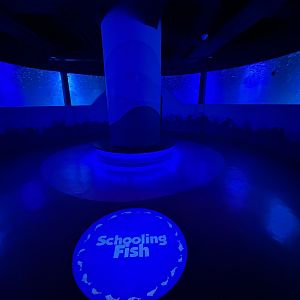 Schooling Fish Exhibit - BXSea Aquarium