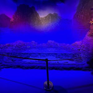 Shark Touch Tank - BXSea Aquarium