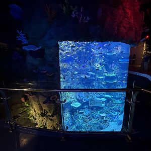 Coral Reef Exhibit - BXSea Aquarium