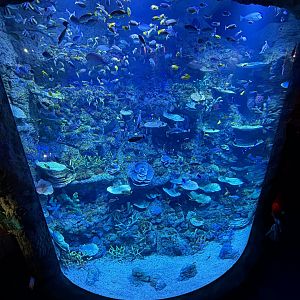 Coral Reef Exhibit - BXSea Aquarium