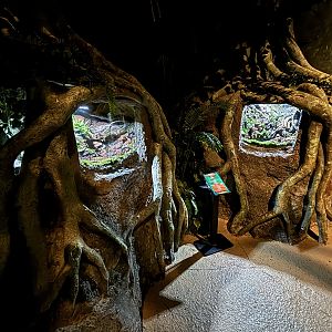 Mata Mata Exhibits - BXSea Aquarium