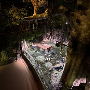 Rainforest - BXSea Aquarium
