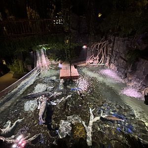 Rainforest - BXSea Aquarium