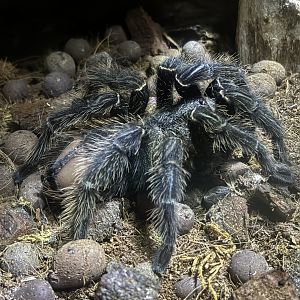 Bird-eating Spider - BXSea Aquarium