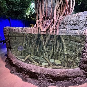 Mangrove Exhibit #1 - BXSea Aquarium