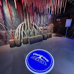 Mangrove Gallery - BXSea Aquarium