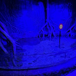 Mangrove Exhibit #2 - BXSea Aquarium