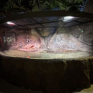 Sailfin Dragon Exhibit - BXSea Aquarium