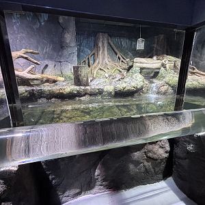 Small-clawed Otter Exhibit - BXSea Aquarium