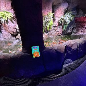 Koi Exhibit - BXSea Aquarium