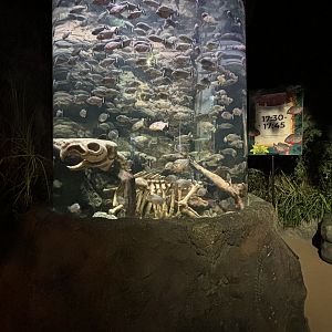 Red-bellied Piranha Exhibit (packed!) - BXSea Aquarium