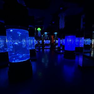 Jellyfish Exhibits - BXSea Aquarium
