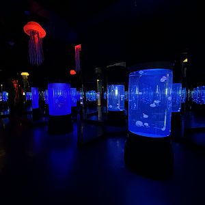 Jellyfish Exhibits - BXSea Aquarium