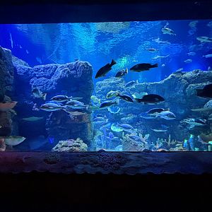 BXSea Aquarium