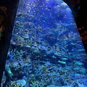 Coral Reef Exhibit - BXSea Aquarium