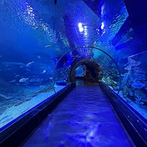 Sea Tunnel - BXSea Aquarium