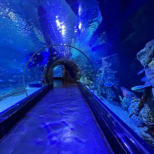 Sea Tunnel - BXSea Aquarium
