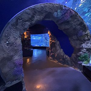 Sea Tunnel - BXSea Aquarium