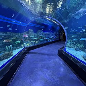 Sea Tunnel - BXSea Aquarium