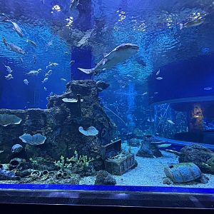 BXSea Aquarium