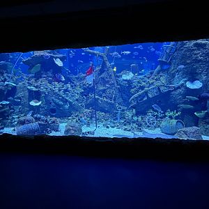 Shipwreck Tank - BXSea Aquarium