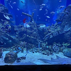 Shipwreck Tank - BXSea Aquarium