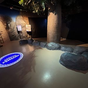 Future African Penguin Exhibit - BXSea Aquarium