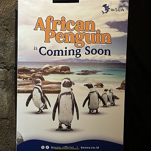 Future African Penguin Exhibit - BXSea Aquarium