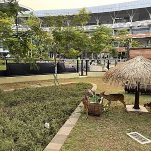 Deer Exhibit - BXSea Aquarium Shopping Mall