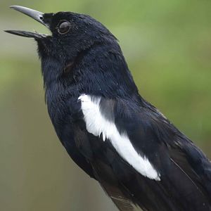 Seychelles Magpie-robin (Copsychus sechellarum)