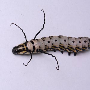 Siberian owl moth (Brahmaea tancrei) - caterpillar