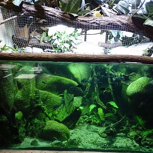Tank for Mangarahara cichlids (Elephant/hippo house)