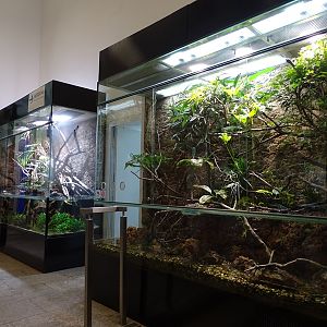 Jackson's chameleon terrarium