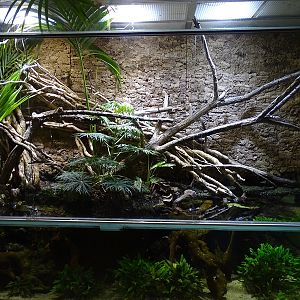Crocodile lizard  paludarium