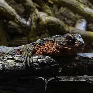 Crocodile lizard (Shinisaurus crocodilurus)