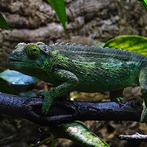 Jackson's chameleon (Trioceros jacksonii) female