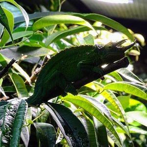 Jackson's chameleon (Trioceros jacksonii) male