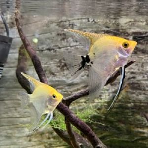 Unknown Fish Species 1