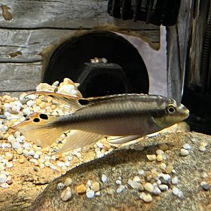 Unknown Fish Species 2