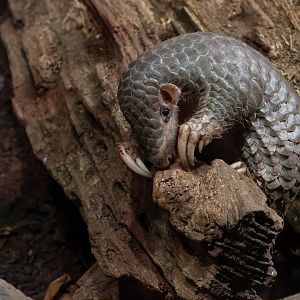 Chinese pangolin (Manis pentadactyla pentadactyla)