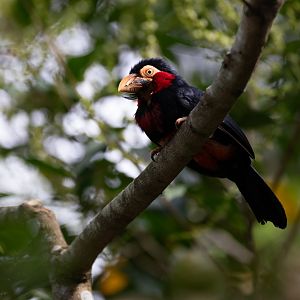 Bearded Barbet (Pogonornis dubius) - Heart of Africa