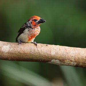 Vieillot's Barbet (Lybius vieilloti) - Heart of Africa