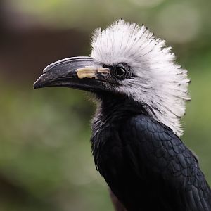Western Long-tailed Hornbill (Horizocerus albocristatus) - Heart of Africa