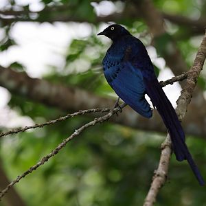 Long-tailed Glossy Starling (Lamprotornis caudatus) - Heart of Africa