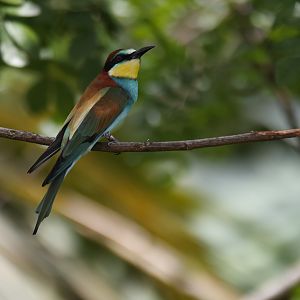 European Bee-eater (Merops apiaster) - Heart of Africa