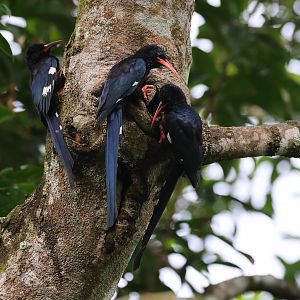Green Woodhoopoe (Phoeniculus purpureus) - Heart of Africa