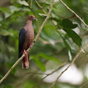 Western Bronze-naped Pigeon (Columba iriditorques) - Heart of Africa