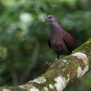 Madagascar Turtle-dove (Nesoenas picturatus) - Heart of Africa