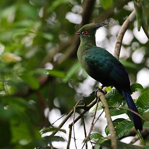 Schalow's Turaco (Tauraco schalowi) - Heart of Africa